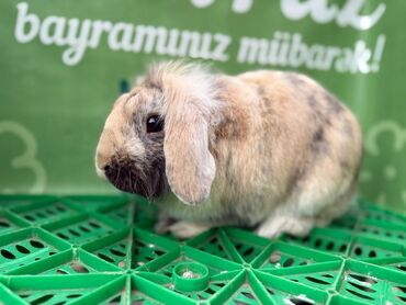 отдам кошку в добрые руки: 1 illik Holland lop erkek satılır