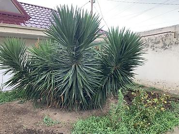 nar ciceyi: Dekorativ Yucca kolları – iri ölçülü, çoxgövdəli, sərt uclu tünd-yaşıl — 3