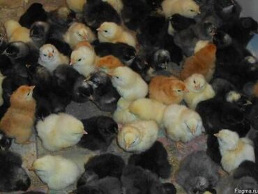Животные: Продаю | Цыплята | Полубрама, Брама, Кохинхин | Несушки