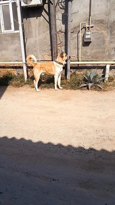 itlər doberman: 1 il, Erkək, Peyvəndli, Rayonlara çatdırılma — 1