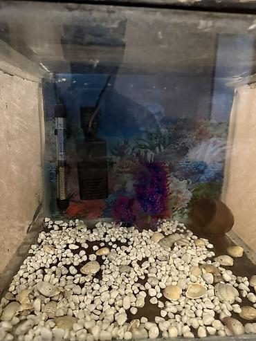 100 l akvarium: Dördbucaq akvarium, Boş, 42 l — 4