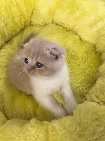 Кошки: Шотландская вислоухая — 8