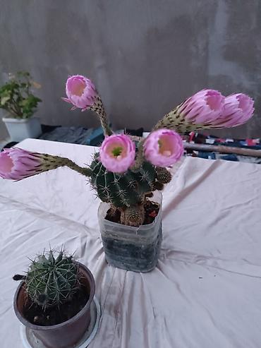 sitili: Satışda: dekorativ otaq və bağ bitkiləri - Echinopsis tipli tikanlı — 6