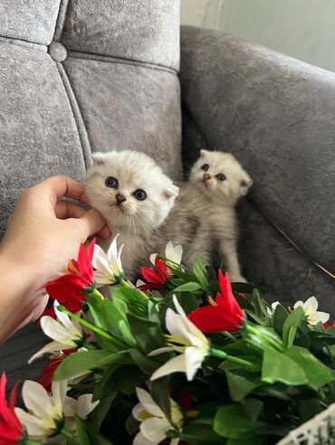 Pişiklər: Dişi, Erkək, Yaxşı əllərə, Ünvandan götürmə -da lalafo.az — 30 Pişiklər: Dişi, Erkək, Yaxşı əllərə, Ünvandan götürmə — 30