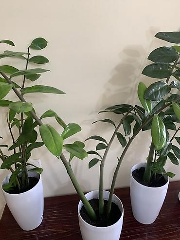 замиокулькас: Замиокулькас (ZZ plant) в декоративных горшках Все 4 оптом - 11000 В — 5
