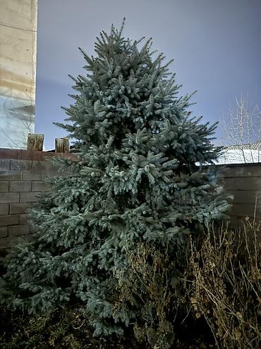 Декоративные деревья: Рассада деревьев: Ели — 2