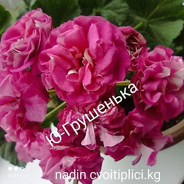 Герани и пеларгонии: Продаю сортовые розебудные пеларгонии, есть и старые хорошие сорта — 13