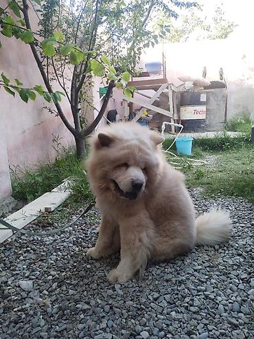 cau cau: Çau-Çau, 2 il, Peyvəndli, Ünvandan götürmə — 5