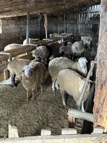 Heyvanlar: 90 baş əla kök quzulardı at lalafo.az Heyvanlar: 90 baş əla kök quzulardı