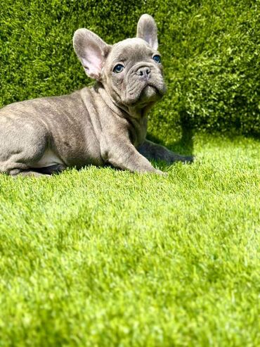 Psi: Odgajivačnica La Casa de Frida – FC Srbija Predstavlja prelepe štence — 8