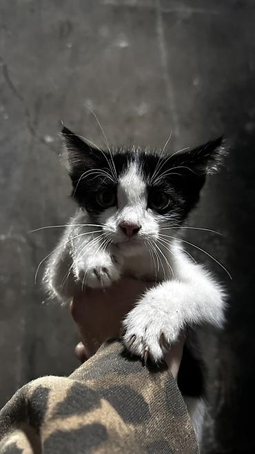 Продажа кошек: Котята ищут новый дом!✨ Бесплатно!!! - Активные и любопытные, подходят — 4