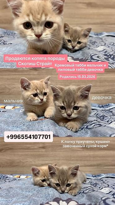 Продажа кошек: Предлогаются к Продаже, можно уже забирать к себе. Остались 1 девочка — 11