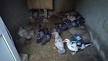 sirin pisik balalari: Muscovy ördəkləri (indo-ördəklər) – təsərrüfatdan - Rənglər: qara-ağ — 3