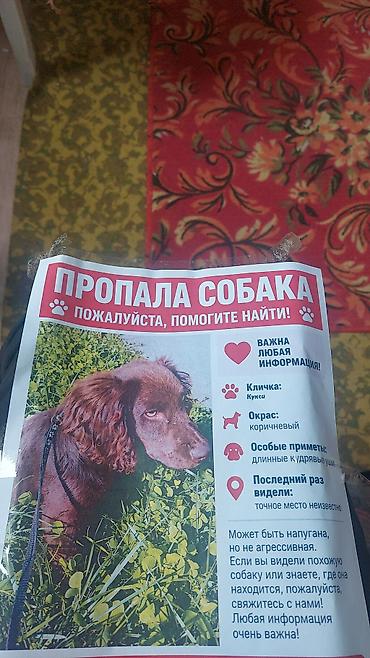 отдам даром детские веши: Объявление: пропала собака - Кличка: Кукси - Окрас: коричневый - — 1