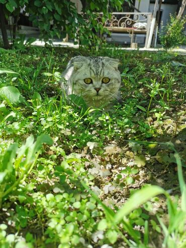 кошка шотландец: Скотиш Фолд (Шотландская вислоухая), 1 год, Мальчик, Серебристая шиншилла, Приучена к лотку, Проглистована, С прививками