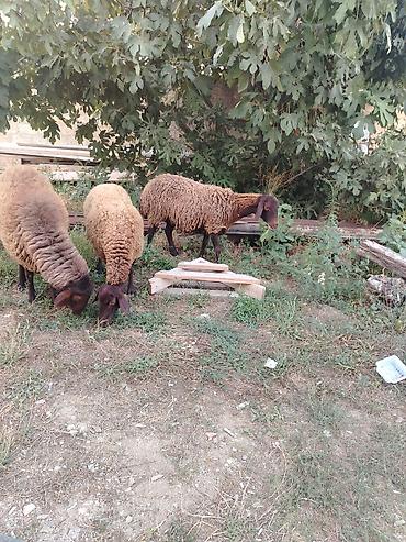 Qoyunlar, qoçlar: Qoyun sürüsü – 3baş - Növ: ehtimalən yerli ətlik/yunlu tip — 10