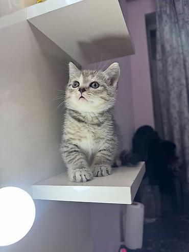 Pişiklər: Britan — 7