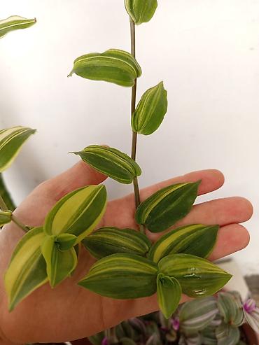 sarmaşiq: Asılan saksıda sarmaşan Tradescantia (inch plant) – yaşıl və krem — 2