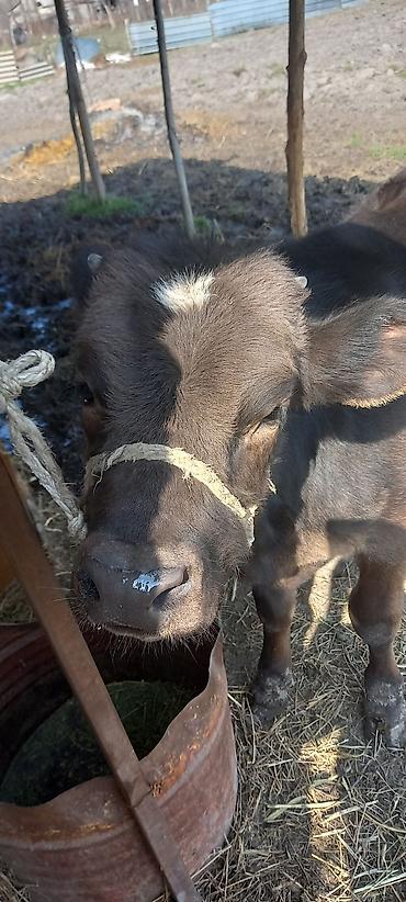 Коровы, быки: Продаю | Бык (самец) | Швицкая | На откорм — 7