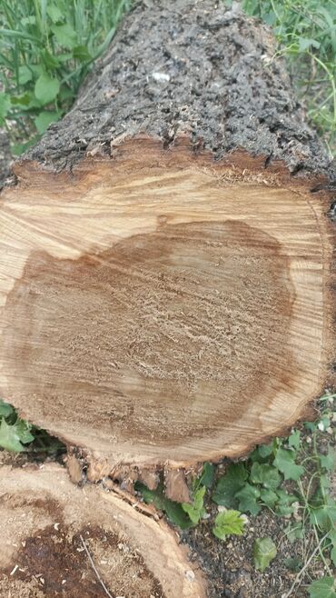 Дрова: Дрова Карагач, Самовывоз — 2