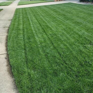 Toxumlar: Qazon sifarişi qəbul olunur yüksək keyfiyyətli danimarka toxumu ilə -da lalafo.az — 17 Toxumlar: Qazon sifarişi qəbul olunur yüksək keyfiyyətli danimarka toxumu ilə — 17