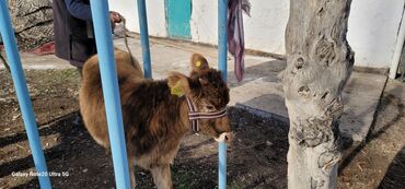 Коровы, быки: Продаю | Музоо, торпок | На откорм | Привязанные — 3