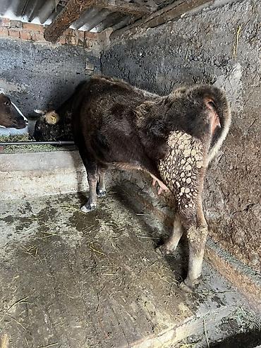 Коровы, быки: Продаю | Корова (самка) | Для молока | Привязанные — 8