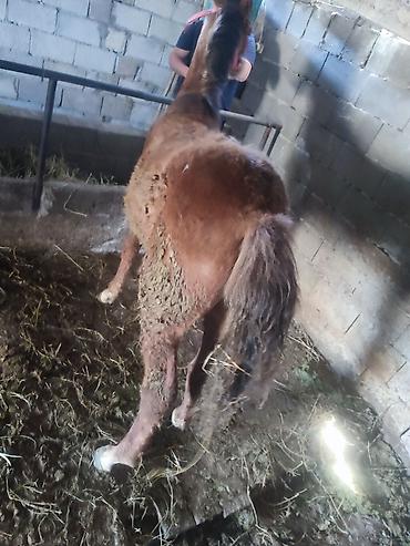 Лошади, кони: Продаю | Жеребенок — 6