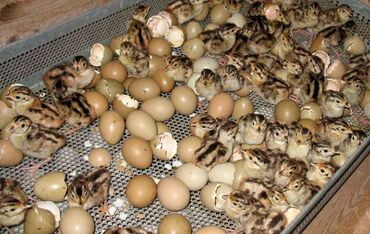 Птицы: ИНКУБАЦИОННОЕ ЯЙЦО РУМЫНСКОГО ФАЗАНА. Продаю инкубационное яйцо