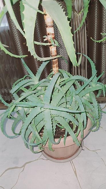 сок алое: 🌿 Продаю взрослое лечебное алоэ вера! 🌱✨ 📏 Высота: 60 см 🎂 Возраст: 8 — 4