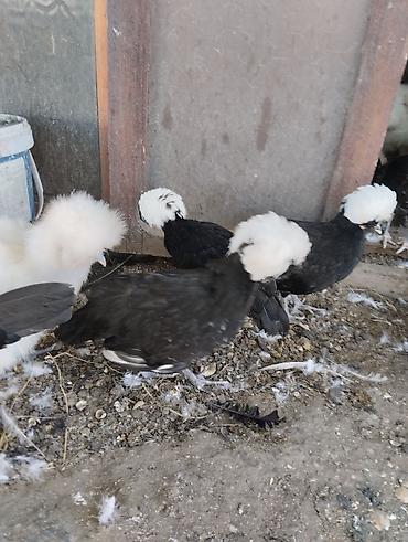 Toyuqlar: Toyuq, Damazlıq, Ünvandan götürmə, Ödənişli çatdırılma — 5