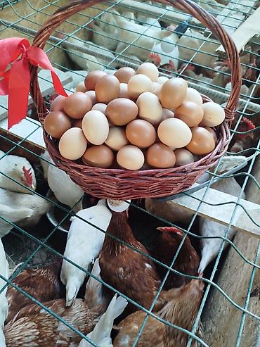 квочка брама: Домашние куриные яйца от молодых курочек,небольшого размера 45-50 — 1