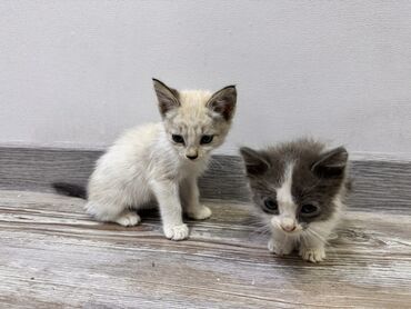 продаю связи с переездом: Срочно! Отдадим в добрые руки двух котят-братьев 🐾 Нашли малышей на