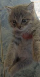 Pişiklər: Tabbi, Yaxşı əllərə