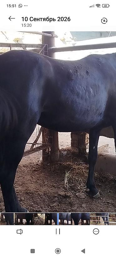 корм для собак бишкек цена: Продаю | Жеребец | На забой — 3