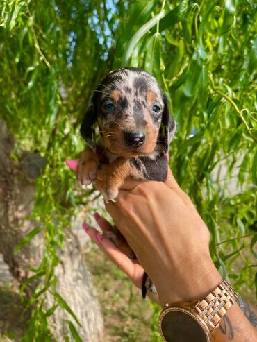 Psi: Odgajivacnica pasa "Happy Puppies" iz Novog Sada ima u ponudi stence — 6