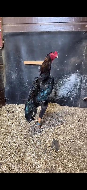 Toyuqlar: Toyuq, Damazlıq — 10