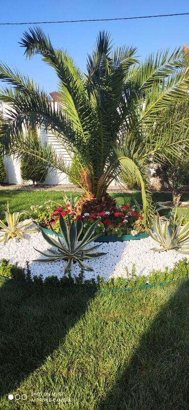 Dekorativ daşlar: Tam təbii Dekorativ ağ daşlar. Ağ və müxtəlif rənglərdə mövcuddur -da lalafo.az — 3 Dekorativ daşlar: Tam təbii Dekorativ ağ daşlar. Ağ və müxtəlif rənglərdə mövcuddur — 3