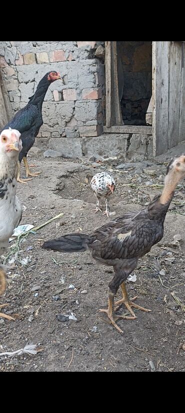 Птицы: Дакан цеплонок дакан курица японский карлик цена за всех 4500
