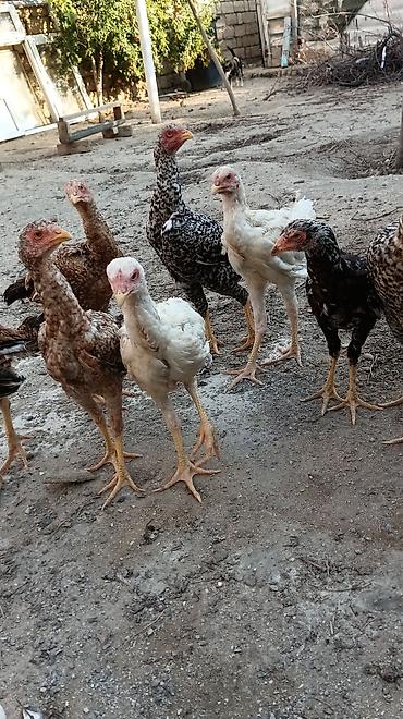 kutum balığı qiymeti: 1 Xoruz 🐓 4 toyuq hamsı irak sortu pileymutdi hec bir prablemleri — 9