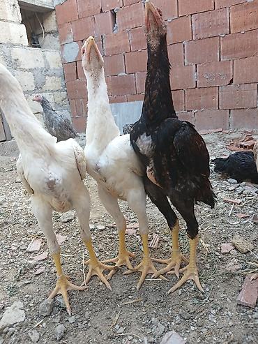 alman spitz: Toyuq cücələri, Damazlıq — 8