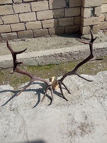 arı mumu qiyməti: Məhsul: Təbii maral buynuzu kəllə sümüyü üzərində (tam trofey) — 2