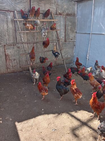 Digər quşlar: Kuban ördəyi hamsı erkəydı ətlik. Kənd beçəsi hamsı xoruzudu sağlam — 5