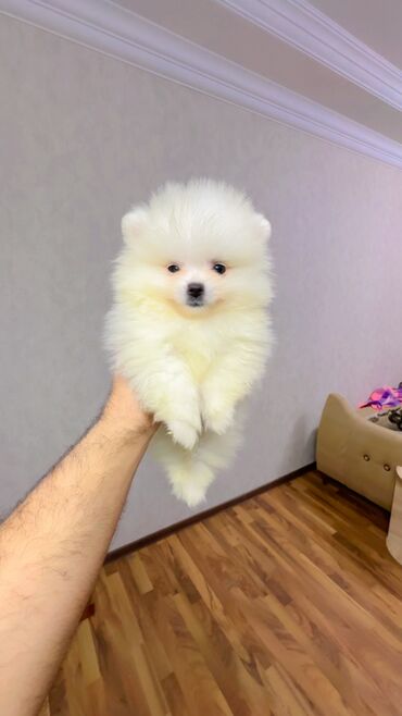 İtlər: Şpitz, 2 ay, Erkek, Peyvəndli, Ünvandan götürmə — 15