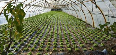 Другие товары для дома и сада: Пленка для мульчирования 30 микрон. Пленка для мульчирования 30 мкм — 14