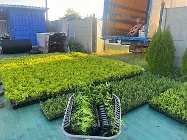 Декоративные деревья: Саженцы деревьев: Туи — 7