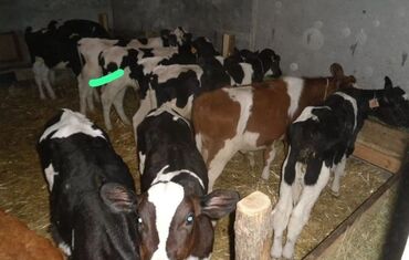 продажа домашних животных: Сатам | Уй (ургаачы), Бука (эркек), Кунаажын | Ангус, Герефорд, Голштин | Бордоп семиртүү үчүн, Союуга, Көбөйтүү үчүн