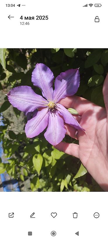 Clematis saplings: Клематис лиановидный, крупноцветковый, двух окрасов: - — 11