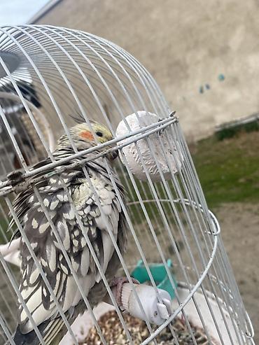 qefəs: Növ: Nimfa (cockatiel) – xallı rəngli Təsvir: - Ağımtıl-boz xallı — 2