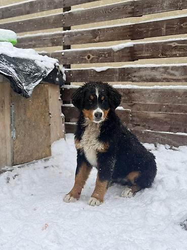 Продажа собак: Бернский зенненхунд, 6 месяцев, Самец, С прививкой — 2